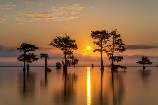 Cypress Sunrise